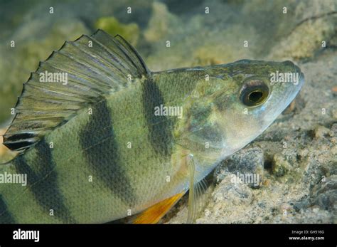 European perch, Redfin perch or English perch (Perca fluviatilis) Eastern Europe Stock Photo - Alamy