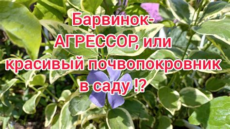 Барвинок -агрессивный почвопокровник,или красивое растение в саду ...