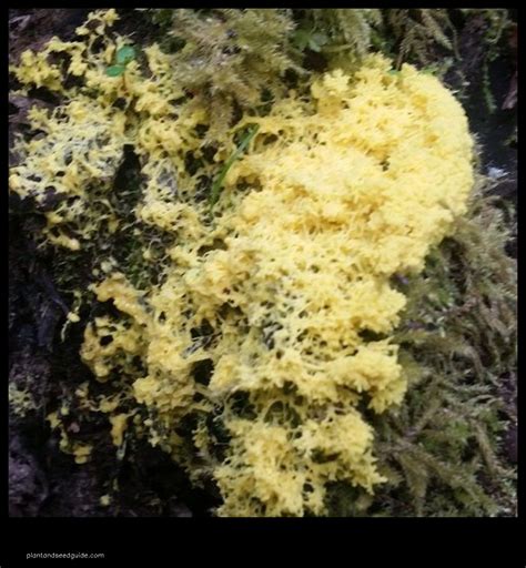 Slime Mold The Gardens Secret Weapon Plant And Seed Guide