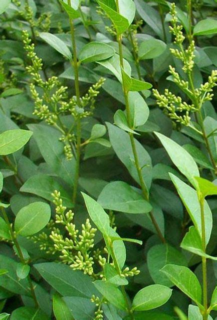 Privet Hedge Plants - Hedging Plants Direct