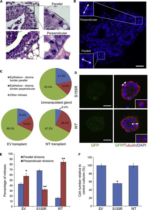 Aurka Regulates Mitotic Spindle Orientation A H E Tebs Showing