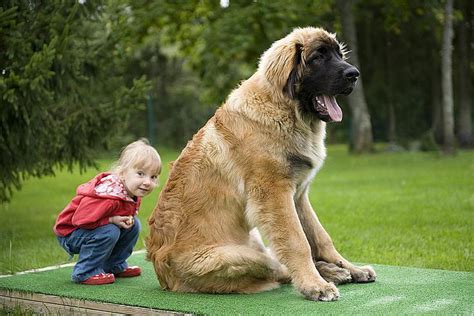 Meet the Distinguished Leonberger Dog Breed | Leonberger dog, Large dog ...