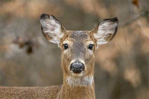 Marais Des Cygnes National Wildlife Refuge Kansas Volunteer