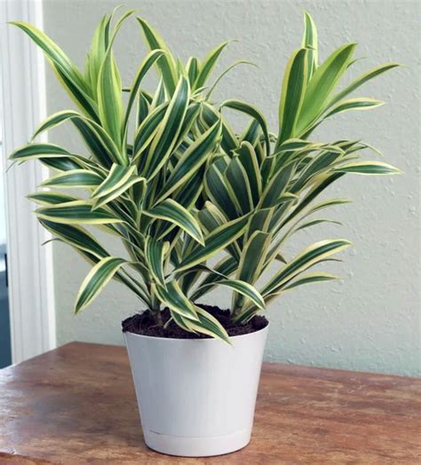 Dracaena Deremensis Care - Plant Guide