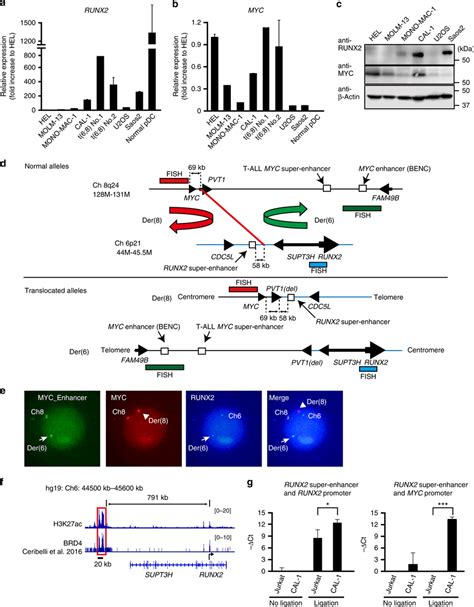 Enhanced Expression Of MYC In BPDCN Cells Harboring T 6 8 A