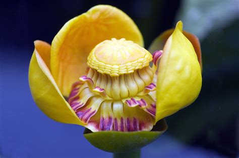 Nuphar lutea subsp. advena (Yellow Pond Lily)