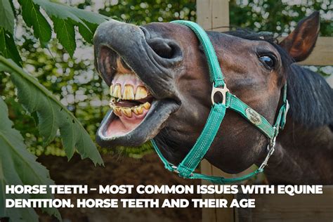 Horse Teeth