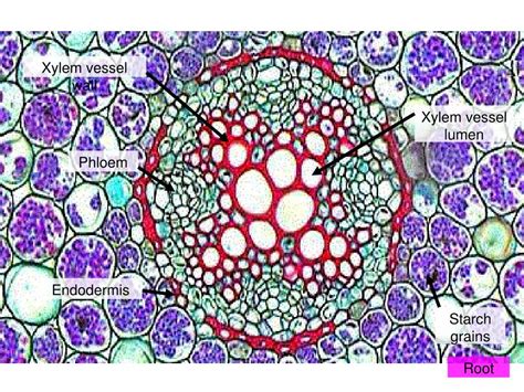 Ppt State The Functions Of Xylem And Phloem Powerpoint Presentation Id 2164064