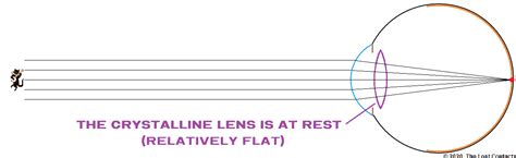 The Optics of Vision - Part 9: The Crystalline Lens - The Lost Contacts