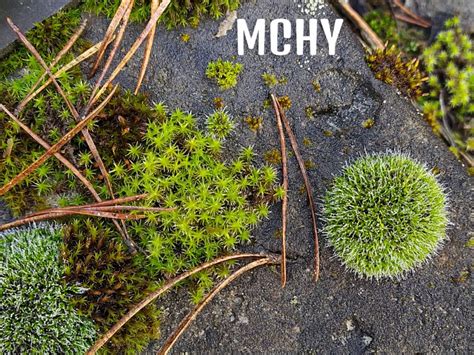 Mchy Porosty I Grzyby Blog