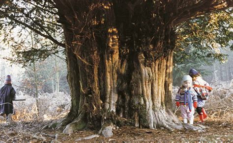 yew tree Archive - The meaning of trees