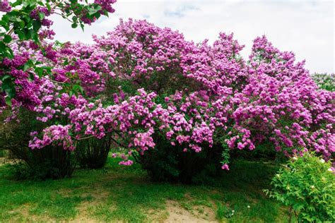 Why Idaho Chose the Syringa as Its State Flower and What Makes It Special