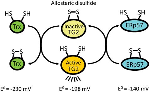 Redox Control Of Transglutaminase 2 Tg2 Through An Allosteric