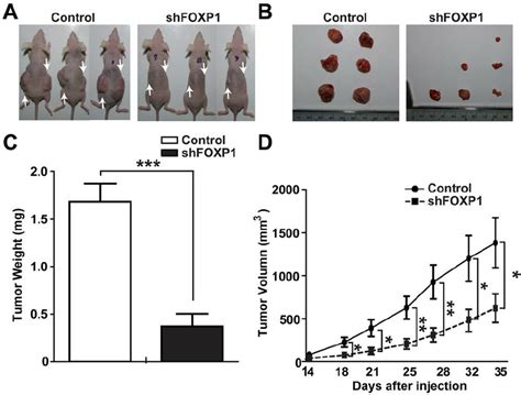 Foxp Knockdown Inhibits Tumor Growth In Xenotransplantation Of A