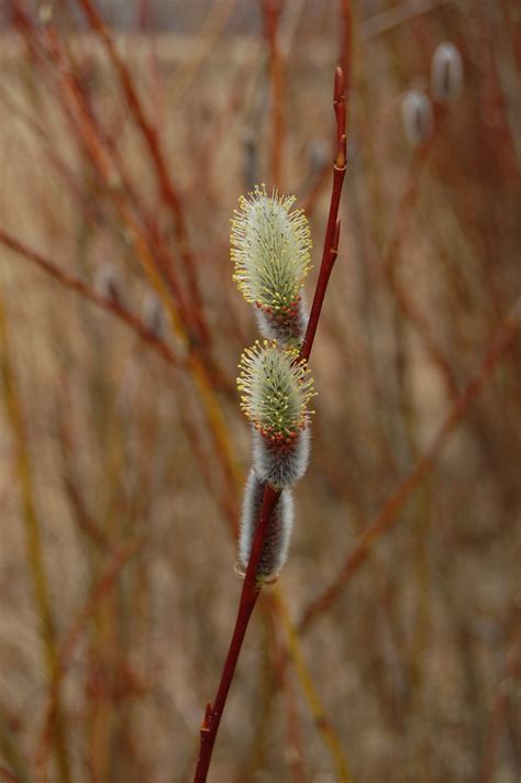 Bildet Tre Natur Utend Rs Gren Blomstre Anlegg Felt Stilk