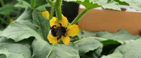 Watermelon Pollination Biobee Peru