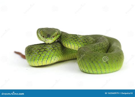 Highly Venomous White Lipped Green Pit Viper Snake Trimeresurus