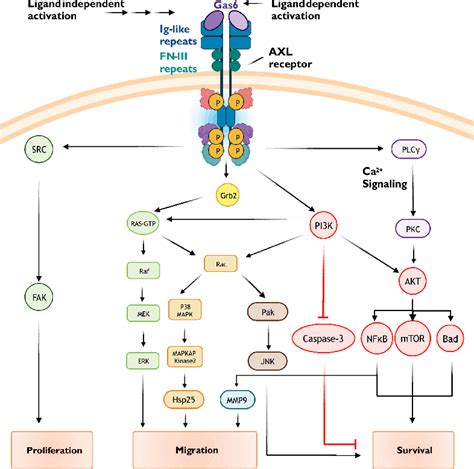 Figure From Axl Gas Signaling Mechanisms In The Hypothalamic