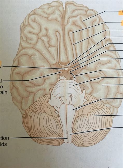 Diagram Of Ventral Aspect Of The Human Brain Lab 1 Diagram Quizlet