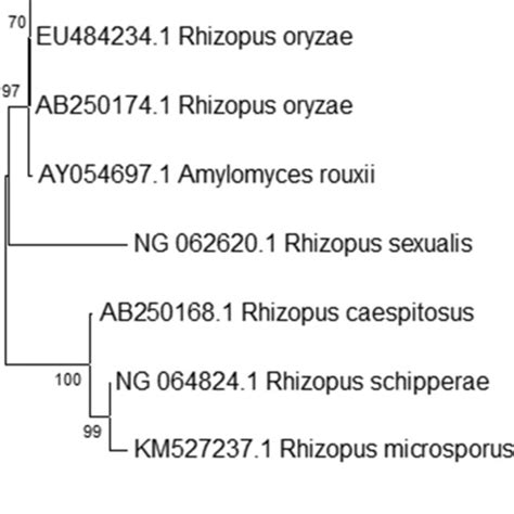 Phylogenetic Analysis Rhizopus Oryzae With Closely Related Species