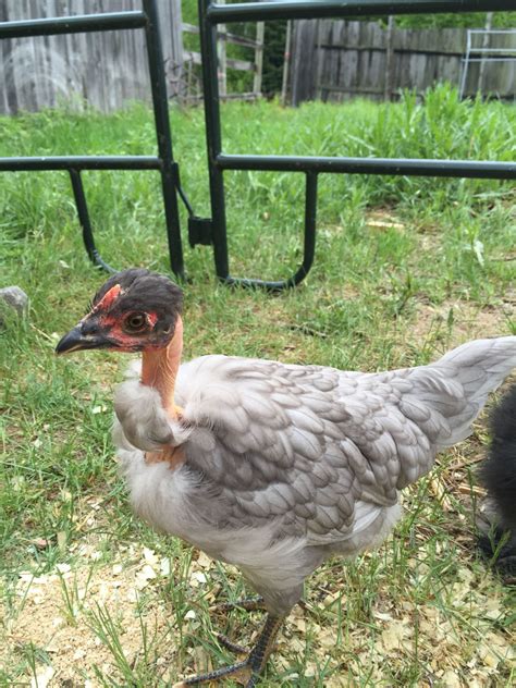 Naked Neck Turken Sex Page 2 BackYard Chickens Learn How To Raise Chickens