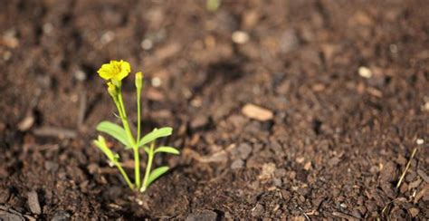 What Is Tarragon? Planting, Growing and Using the Tarragon Herb - Gardeners' Magazine