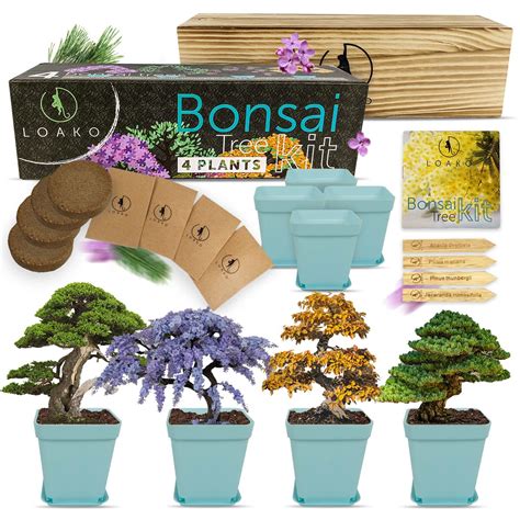 Buy Bonsai Tree Seed Starter Kit Complete Growing Kit Grow 4 Bonsai Tree Live Indoor From