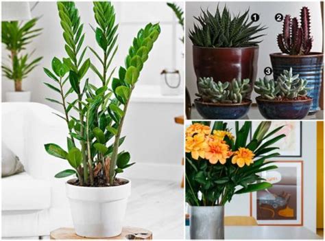Plantas Ornamentais – O que são? + 70 espécies para ter em casa!