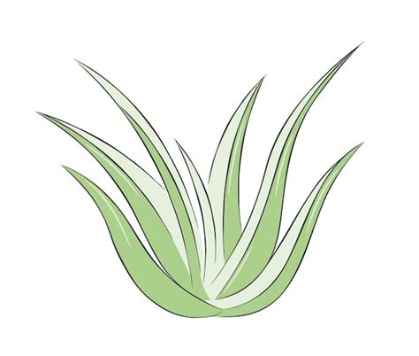 Premium Vector Colorful Hand Drawn Aloe Bush Aloe Vera Plant Drawing