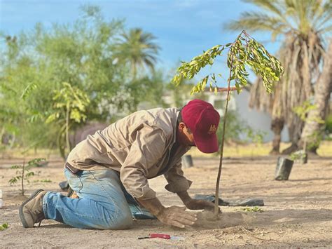 Continúa reforestación de espacios públicos con el programa Pulmones