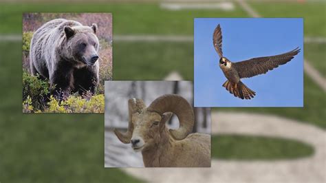 What would Idaho's NFL mascot be? | ktvb.com