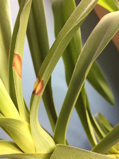 Identification What Is This Big Plant With Long Skinny Green Leaves