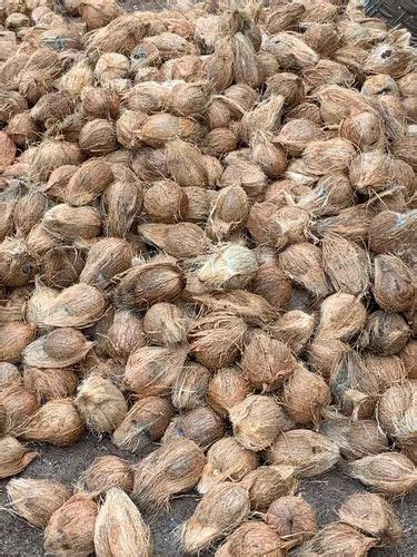 A Grade Pollachi Semi Husked Coconut Coconut Size Large At Rs 24 Kg