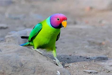 Plum Headed Parrot Price In Pakistan Parrots For Sale