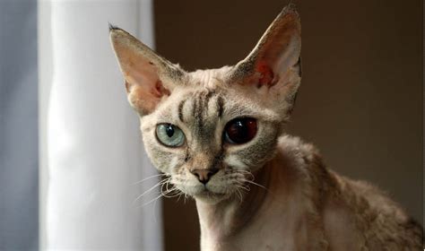 Uveitis in Cats: Causes, Symptoms & Treatment - Cat-World