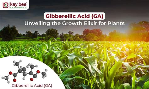 Gibberellic Acid GA Unveiling The Growth Elixir For Plants