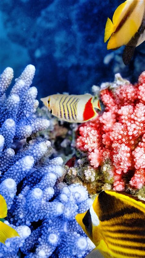桌布 熱帶魚，珊瑚，水下，海洋動物 3840x2160 UHD 4K 高清桌布, 圖片, 照片