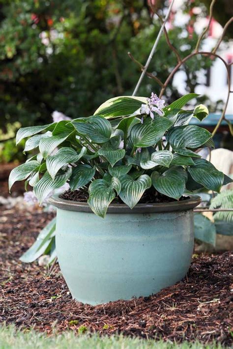 How To Grow Hostas In Containers Gardeners Path