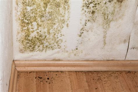 5 Mold Removal Products We Swear By | EarlyExperts