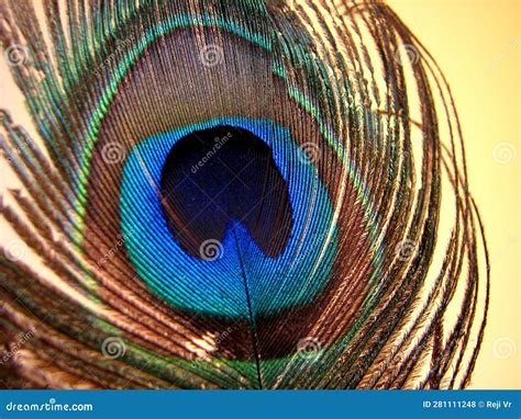 Cierre Detallado De La Colorida Pluma De Pavo Real Foto De Archivo