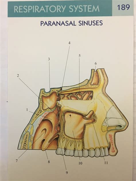 Paranasal Sinuses Diagram Quizlet