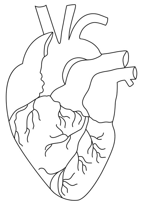 anatomical heart drawing 2