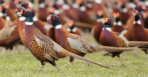 Outdoors: Hunters gear up for pheasant hunting
