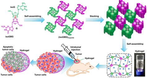 纳米人 Biomaterials：基于鸟苷的双功能超分子水凝胶用于肿瘤治疗