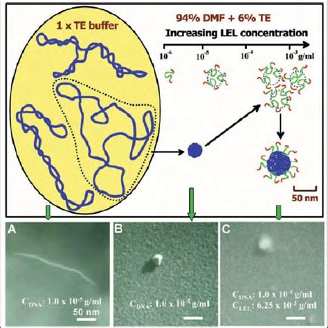 Bioactivity Of Released DNA A Naked DNA 2 G Added Directly To