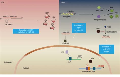 Emerging Role Of Mir 122 In Hepatitis B Virus And Hepatitis C Virus