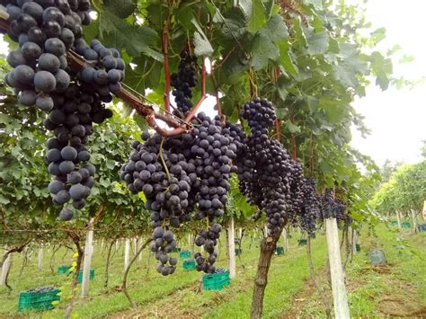 Tour Guiado Degusta O De Vinhos Na Vinicola Casa Seganfredo Wine