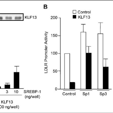 A Constitutively Active N Terminal SREBP 1a Increases And KLF13