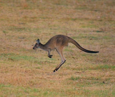 Meet the Biggest Kangaroo Ever Recorded