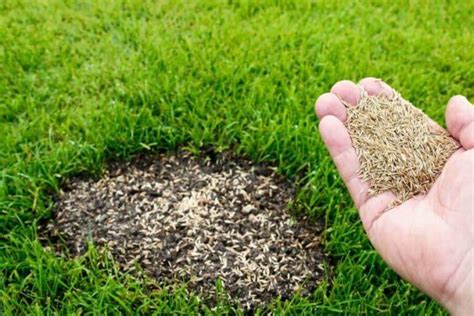 Tipos De Césped Natural Para Jardín Guía Completa Y Consejos Prácticos